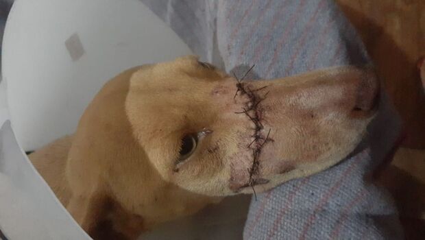 MALDADE: agressor da cadela 'Amarelinha' é identificado pela polícia em Ivinhema
