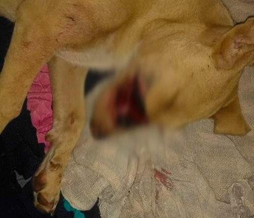 Dona da 'Amarelinha' pede ajuda após cadela ser atacada com facão em Ivinhema