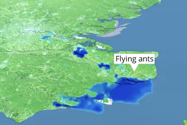 Após nuvem de gafanhotos, nuvem de formigas assusta moradores da Inglaterra