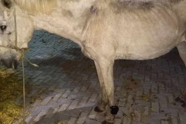 Cavalo é achado com tornozeleira eletrônica de detento; criminoso fugiu
