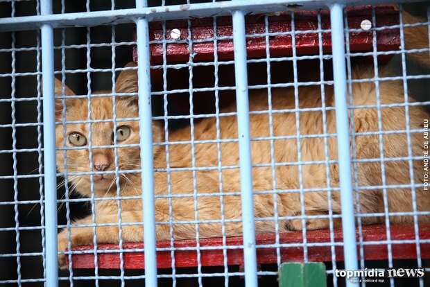 Castração de felinos no CCZ está de volta; saiba como agendar