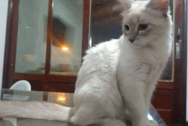 Brasil tem o primeiro caso oficial de covid-19 em animal; gata vive em Cuiabá