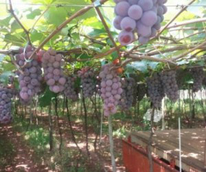 Agricultores mostram produção de uva e esperam incentivo do Estado