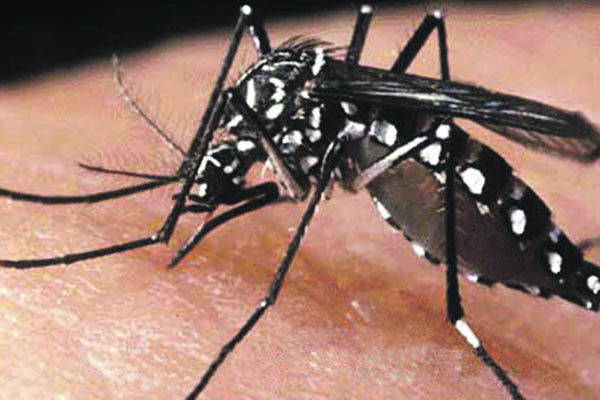 199 municípios estão em situação de risco para dengue no Brasil