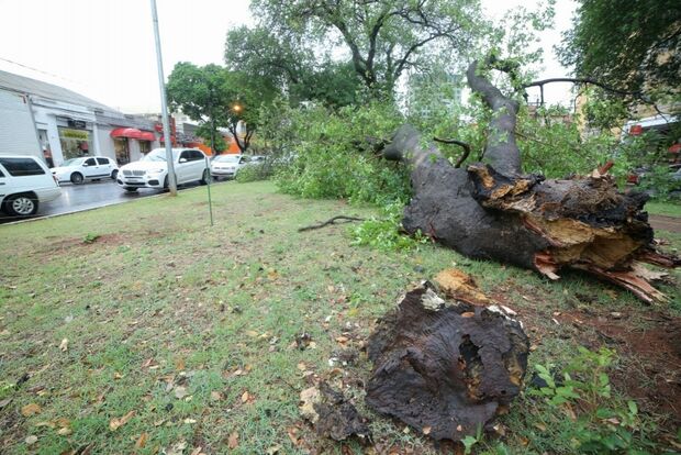 Chuva e ventos fortes causam queda de árvore no canteiro da Afonso Pena