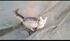 Gatos adultos para adoção