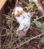 Animal doente resgatado na ação policial