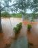 Cica alagado após a última chuva forte que deu em Campo Grande