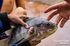 Além da tilápia, outros peixes e tartaruga foram encontrados no local