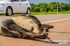 Animal está nas margens da pista