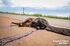 Animal está nas margens da pista