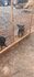 Animal foi encontrado morto 