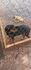 Animal foi encontrado morto 