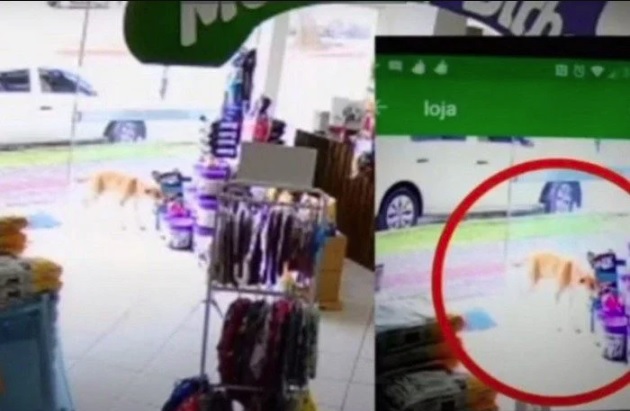 Vídeo: cãozinho ‘rouba’ brinquedo de pet shop e retorna com comparsa por mais – [Blog GigaOutlet]