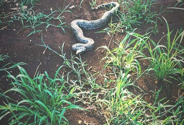  A serpente foi colocada em uma caixa de contenção e, como não apresentava ferimentos, foi solta no seu habitat natural, distante da cidade.