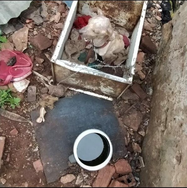 Cachorros eram mantidos acorrentados e sem acesso a água ou comida
