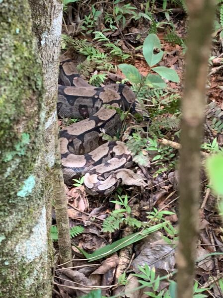 Cobra não estava ferida e foi solta em seu habitat natural