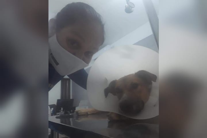 Jaqueline arcou com despesas e conseguiu realizar cirurgia para cachorro que foi salvo após dois atropelamentos