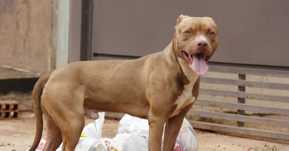 Pitbull atacou cachorrinho que ficou machucado e bem fraco