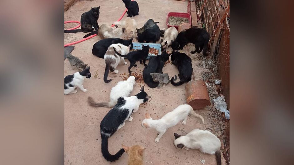 Animais sendo alimentados na casa de Rafaela