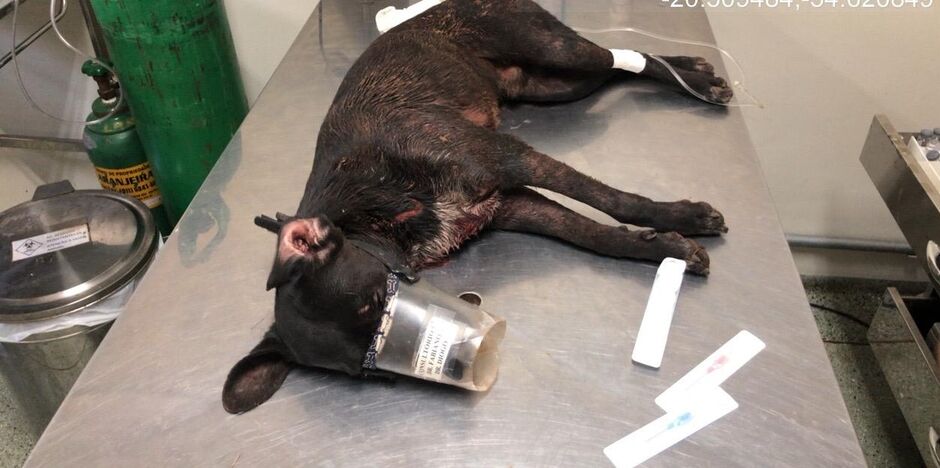 Cachorro atacado por pitbull recebeu atendimento médico em clínica