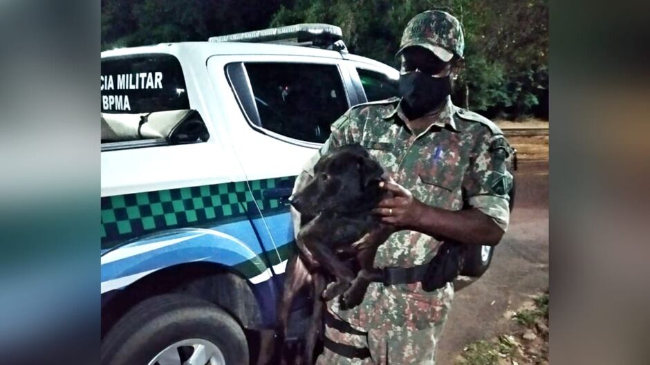 Animal pode ter sido atropelado