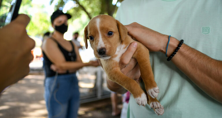 Projeto de Lei prevê o transporte de animais nos ônibus da Capital