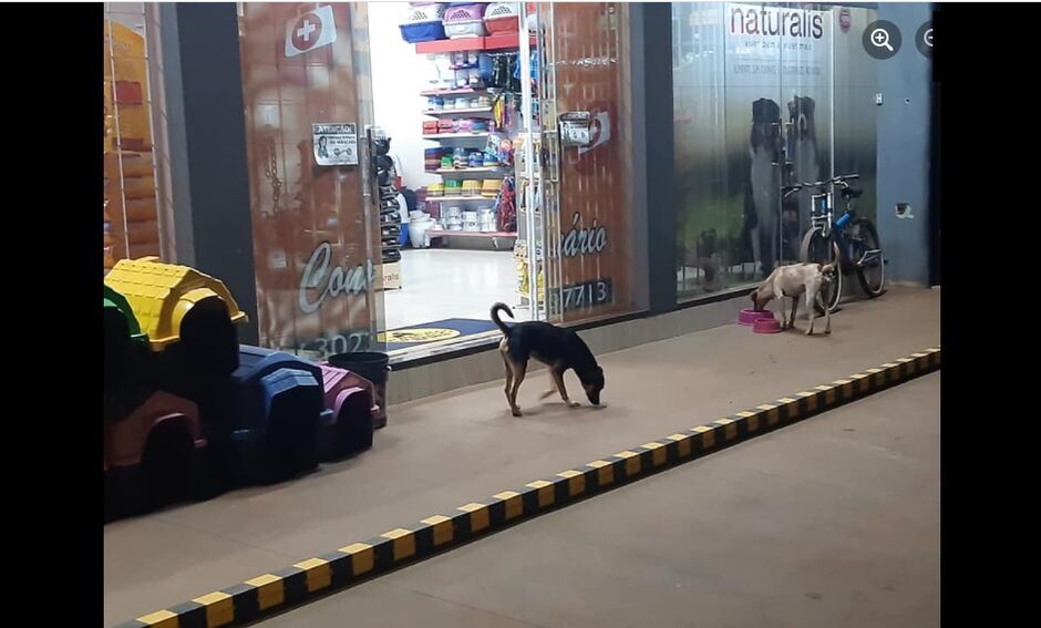 Pet Shop ajuda cães e gatos com alimento e água