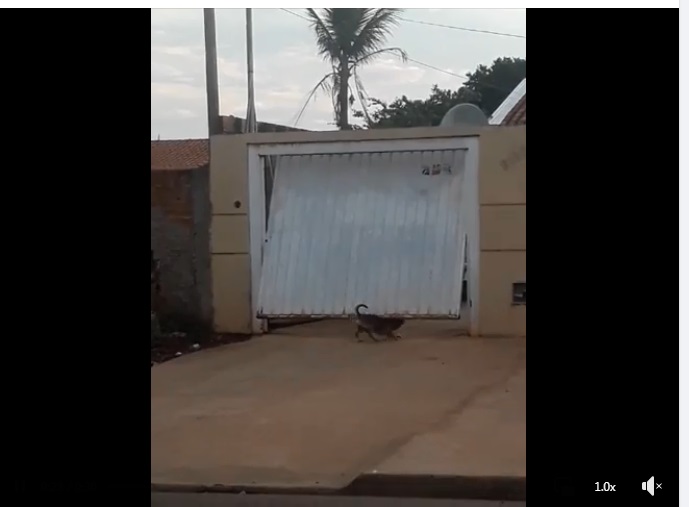 Cachorro abre portão no São Conrado em Campo Grande