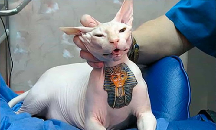 Tatuar animais agora é proibido em todo o País