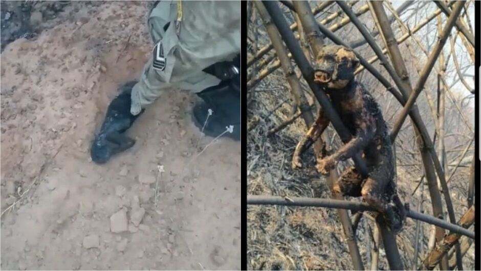 Macaquinho encontrado morto ganhou enterro digno no seu habitat que foi consumido por fogo