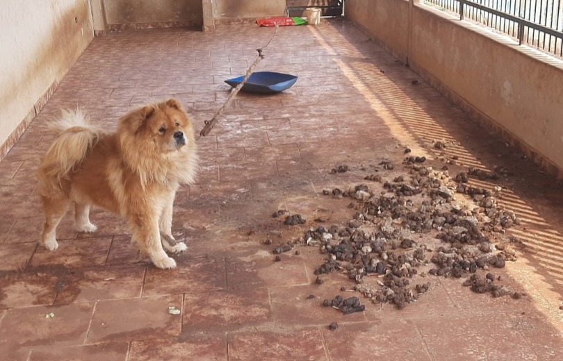 C&atilde;o vivia sob maus tratos