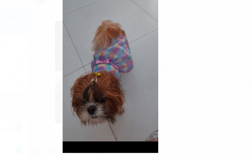 Cadelinha está desaparecida