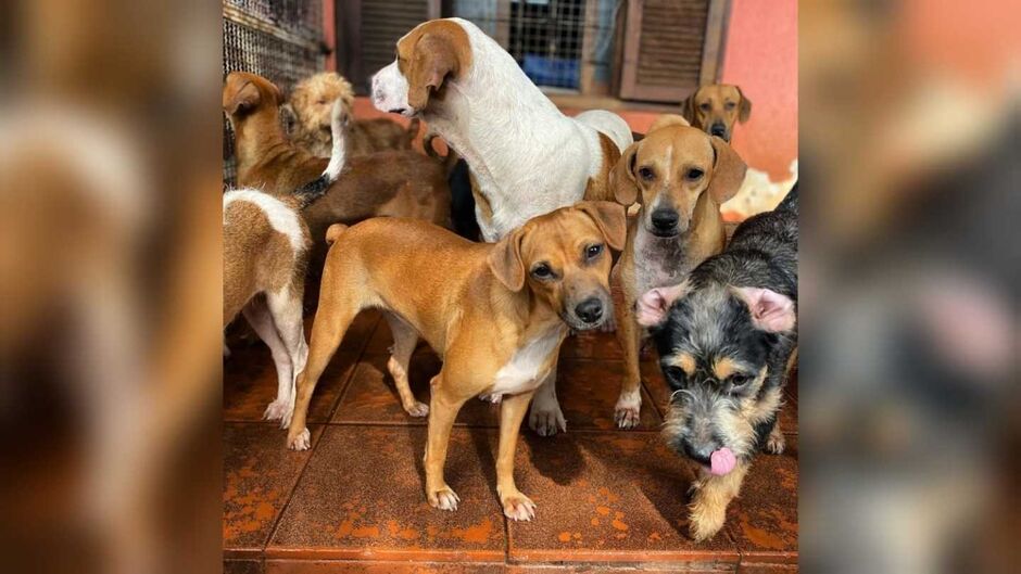 A ONG atua em Campo Grande há 6 anos resgatando animais necessitados, machucados e abandonados