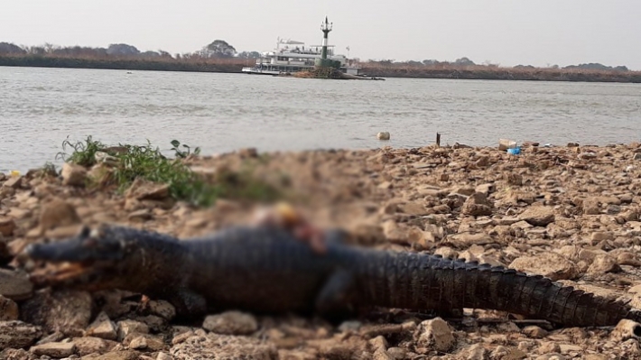 Um dos jacarés teria sido morto com um tiro na cabeça