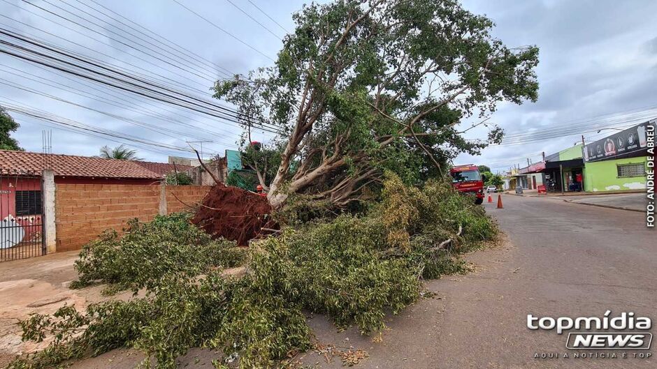 Os bombeiros estimam mais de 180 ocorrências relacionadas a quedas de árvores na Capital