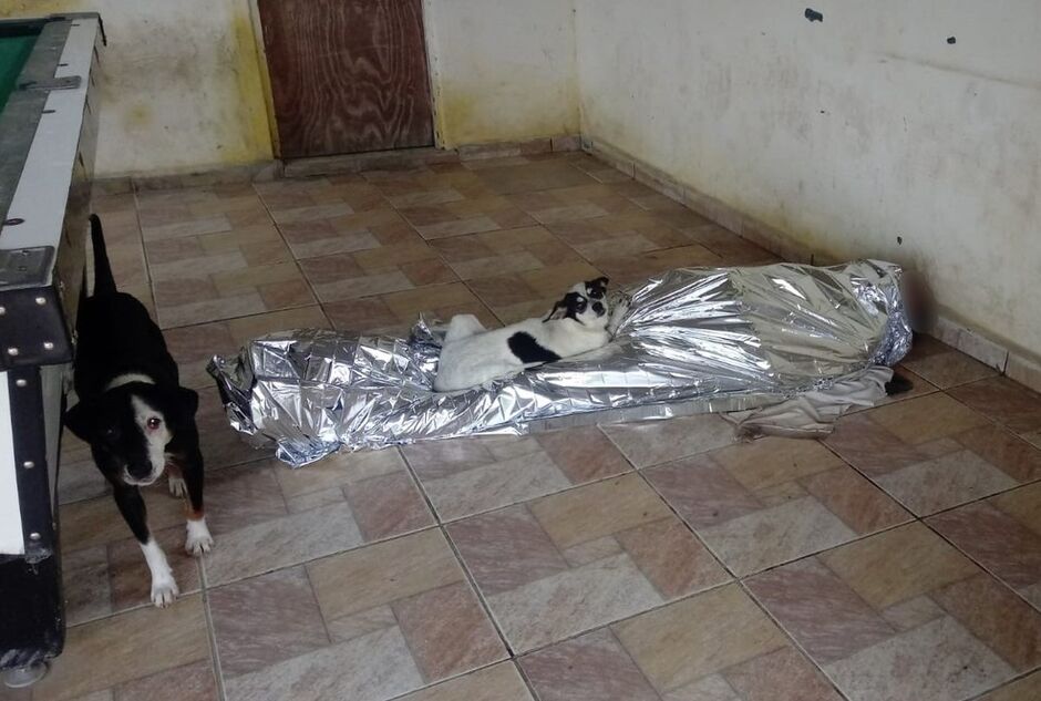 Cachorros protegem dono morto em Peruíbe