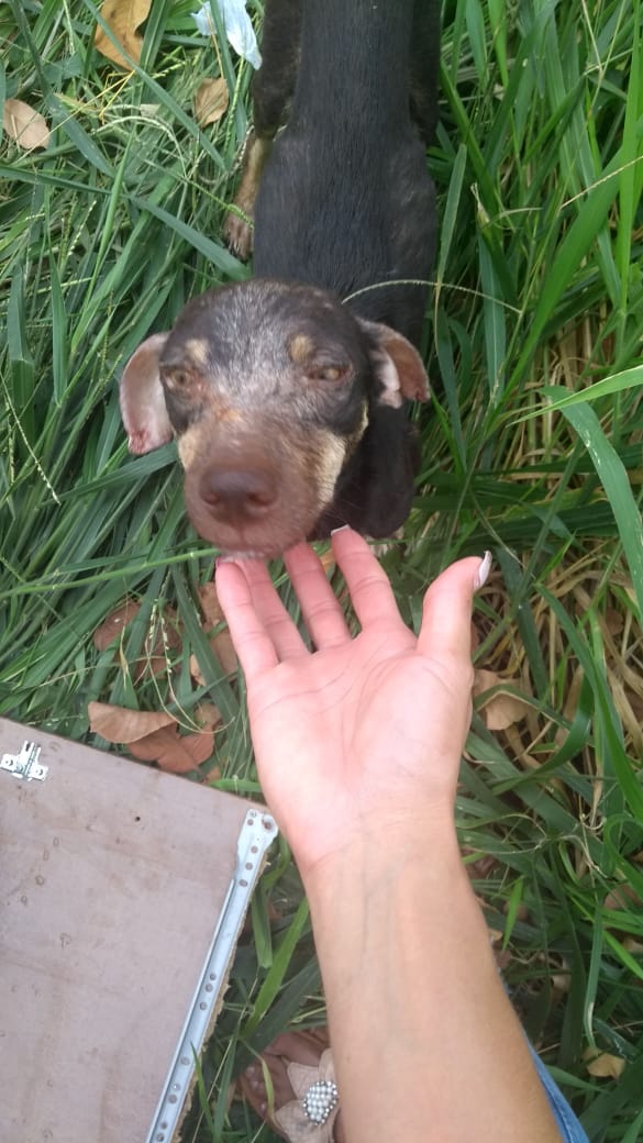 Cabeleireira não sabe mais o que fazer com tanto animal