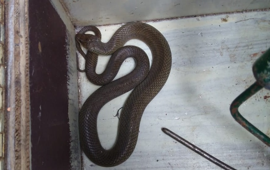 Cobra muçurana-preta