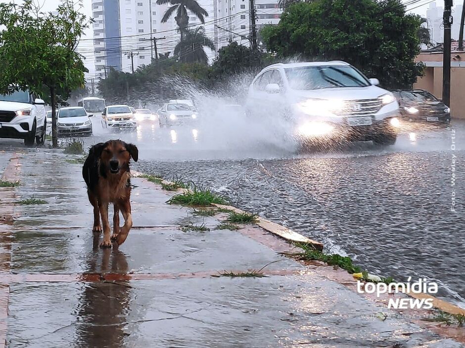 Cachorro leva banho de carro na chuva em Campo Grande