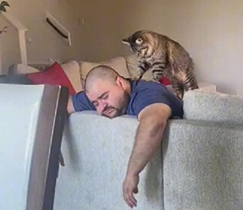 Gato encanta internautas ao massagear dono