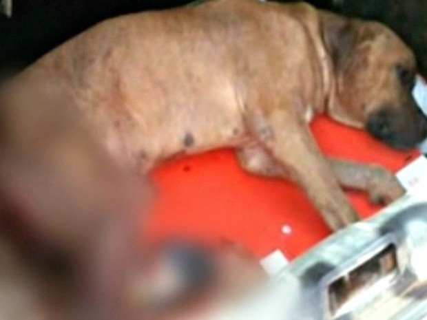 Homem deixou cachorro mutilado em Jateí