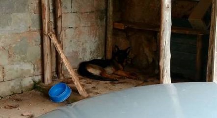 Cão estava acostumado com garoto, diz família