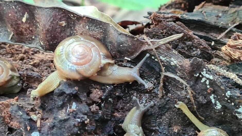 Caracol invasor pode trazer doenças graves