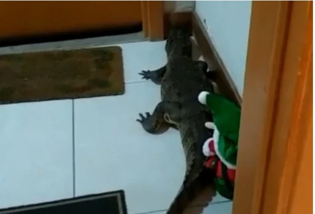 Jacaré resolveu passear em um condomínio do RJ