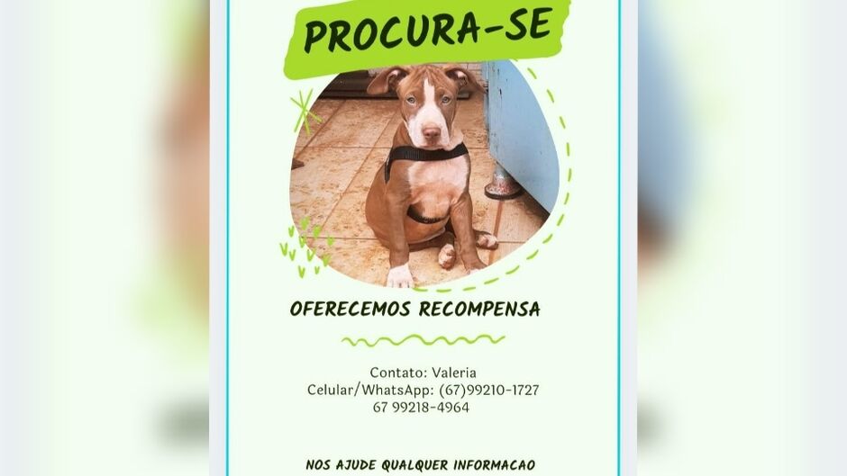 Cachorro desapareceu na região do Zé Pereira