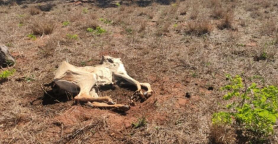 Animais foram encontrados mortos por conta de desnutrição