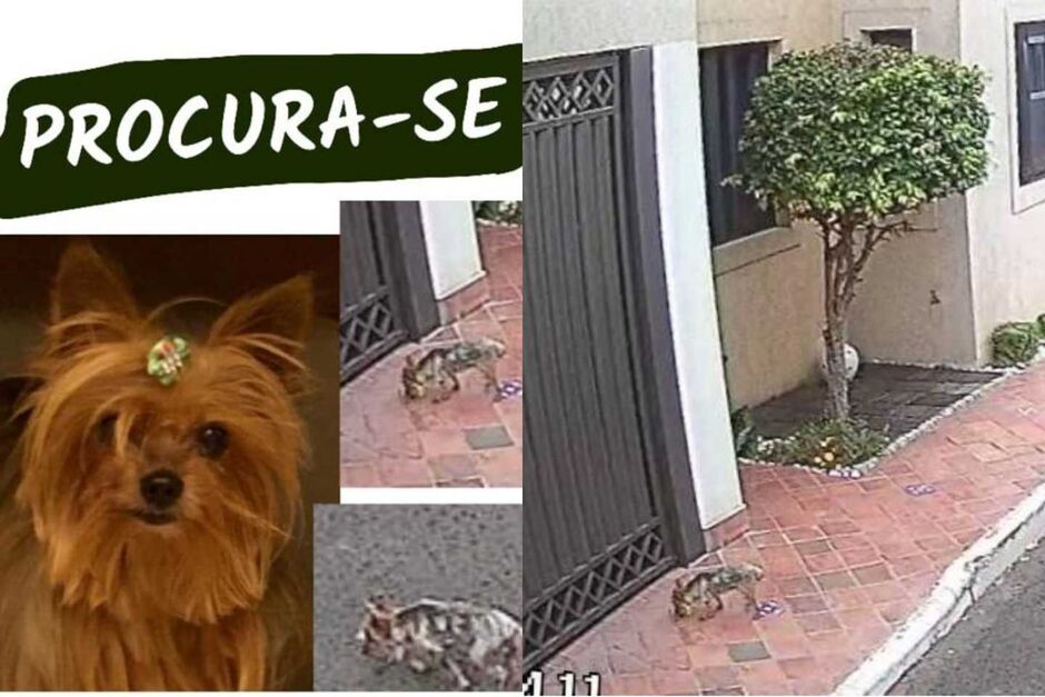Vicky desapareceu ainda em abril deste ano