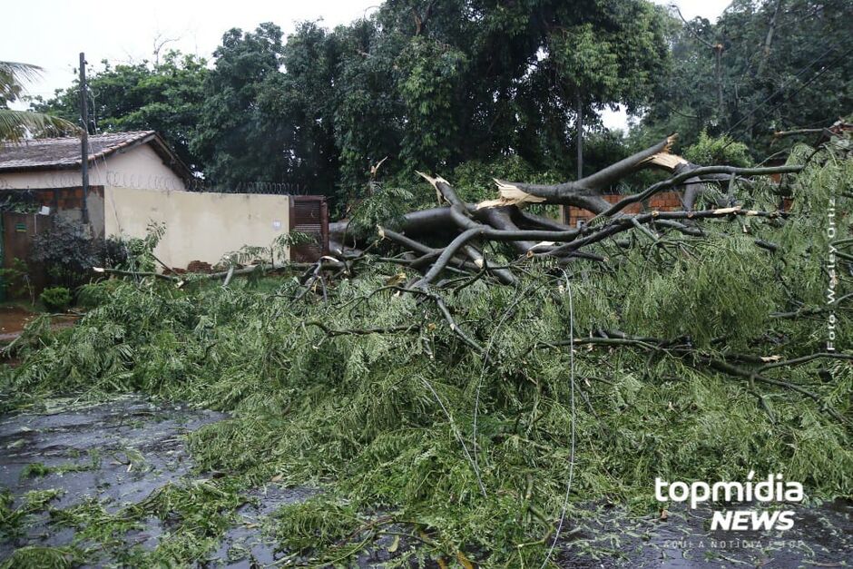 Árvore destruiu o muro e portão da residência