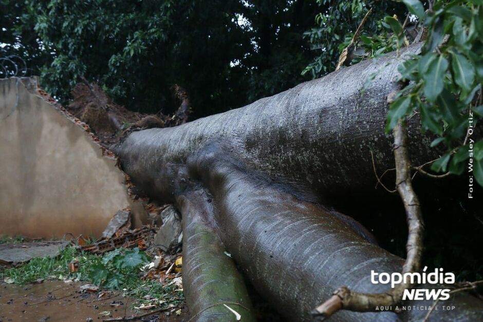 Árvore destruiu o muro e portão da residência